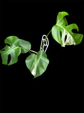 Load image into Gallery viewer, Monstera borsigiana Albo Clearance Price (Pickup or Local Delivery ONLY)
