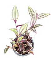 Load image into Gallery viewer, Tradescantia Zebrina
