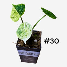 Load image into Gallery viewer, Alocasia baginda Dragon Scale Mint
