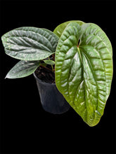 Load image into Gallery viewer, Anthurium Luxurians x Radicans
