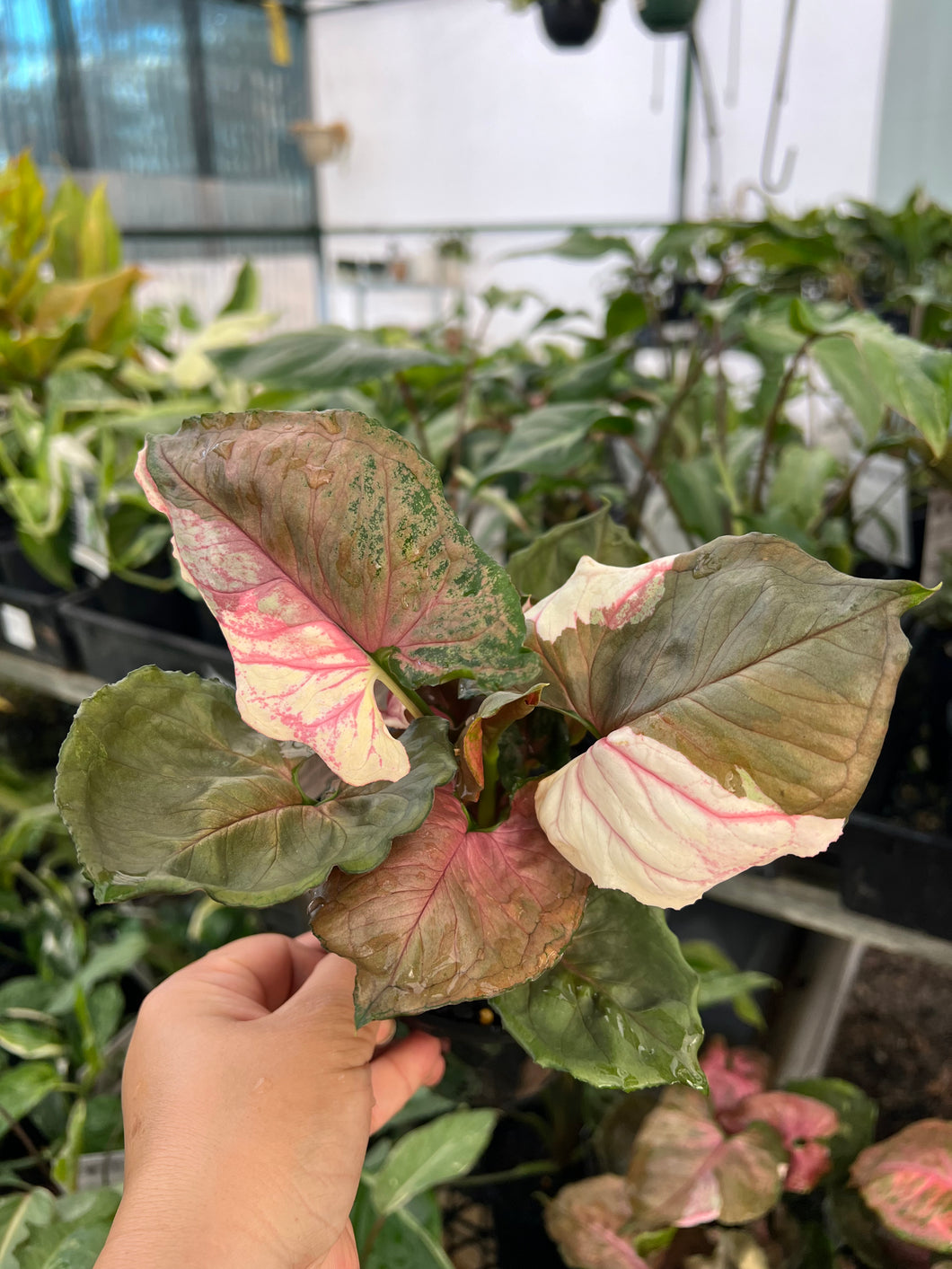 Syngonium podophyllum Strawberry Ice – Sugarloaf Greenery