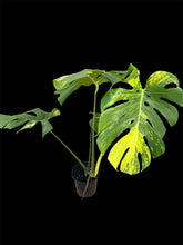 Load image into Gallery viewer, Monstera deliciosa Aurea Variegated
