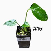 Load image into Gallery viewer, Monstera Bulbasaur
