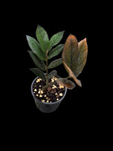 Load image into Gallery viewer, Zamioculcas zamiifolia - Zanzibar Jungle Warrior
