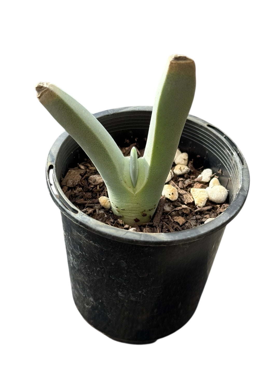 Chieridopsis candidissima - Bunnies Ears