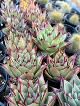 Load image into Gallery viewer, Echeveria agavoides Ebony
