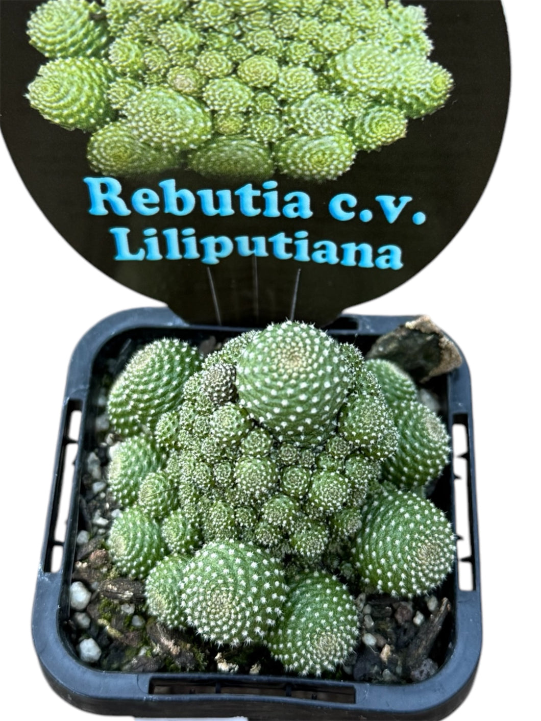 Rebutia cv liliputiana