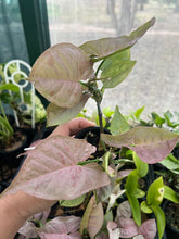 Load image into Gallery viewer, Syngonium podophyllum Pink Spot
