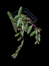 Load image into Gallery viewer, Orthonna Ruby Necklace
