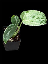 Load image into Gallery viewer, Monstera Bulbasaur
