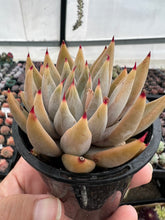 Load image into Gallery viewer, Echeveria hybrid
