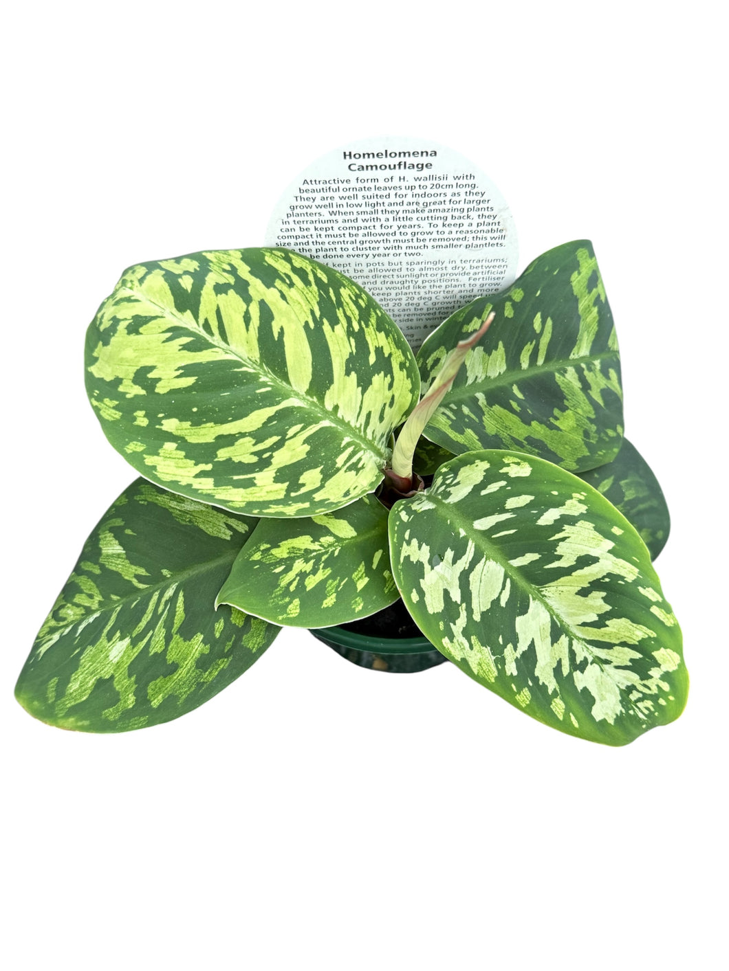 Homalomena Camouflage