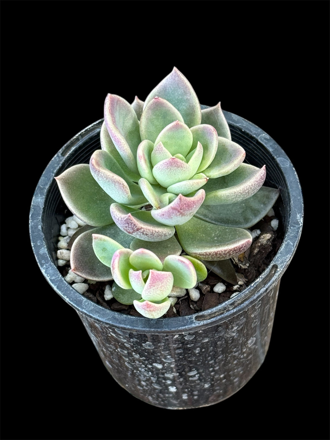 Sinocrassula Indica