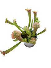 Load image into Gallery viewer, Sarracenia excellens x rubra Pitcher Plant hybrid
