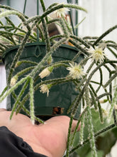 Load image into Gallery viewer, Rhipsalis pilocarpa
