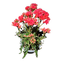 Load image into Gallery viewer, Kalanchoe Tarantula
