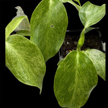 Load image into Gallery viewer, Philodendron giganteum Blizzard
