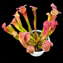 Load image into Gallery viewer, Sarracenia excellens x rubra Pitcher Plant hybrid
