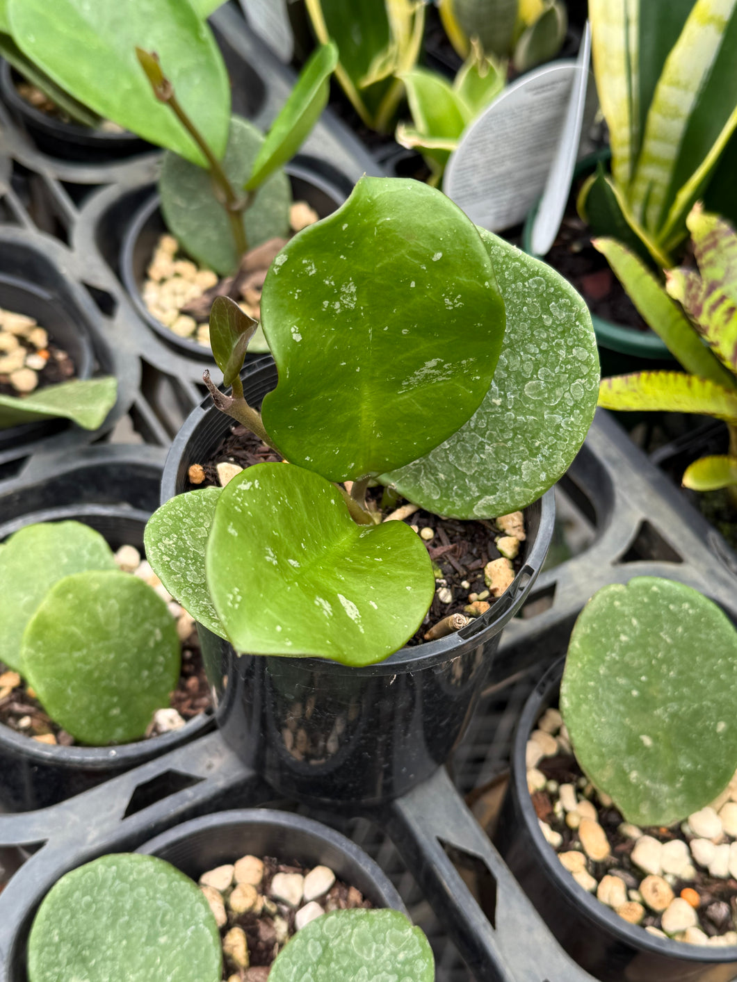 Hoya obovata Splash