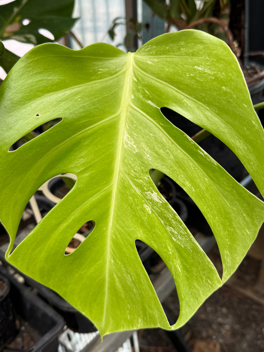 Monstera borsigiana variegata