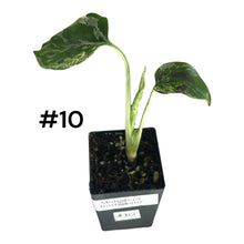 Load image into Gallery viewer, Monstera Bulbasaur
