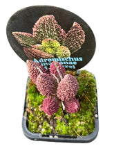 Load image into Gallery viewer, Adromischus marianae f. herrei
