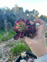 Load image into Gallery viewer, Aeonium Medusa
