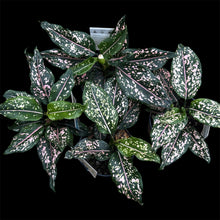 Load image into Gallery viewer, Aglaonema commutatum Pink Dalmation
