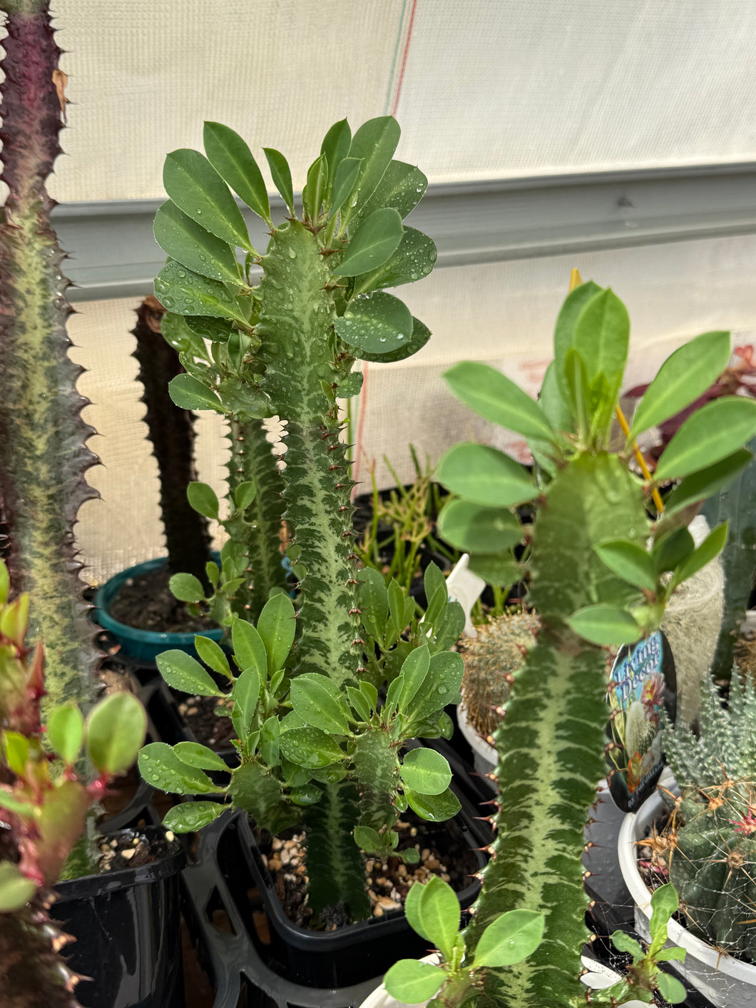 Euphorbia trigona (Green)