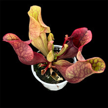 Load image into Gallery viewer, Sarracenia purpurea x venosa Pitcher Plant hybrid
