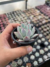 Load image into Gallery viewer, Echeveria colorata
