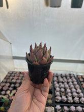 Load image into Gallery viewer, Echeveria agavoides Ebony
