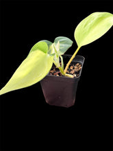 Load image into Gallery viewer, Philodendron Brasil
