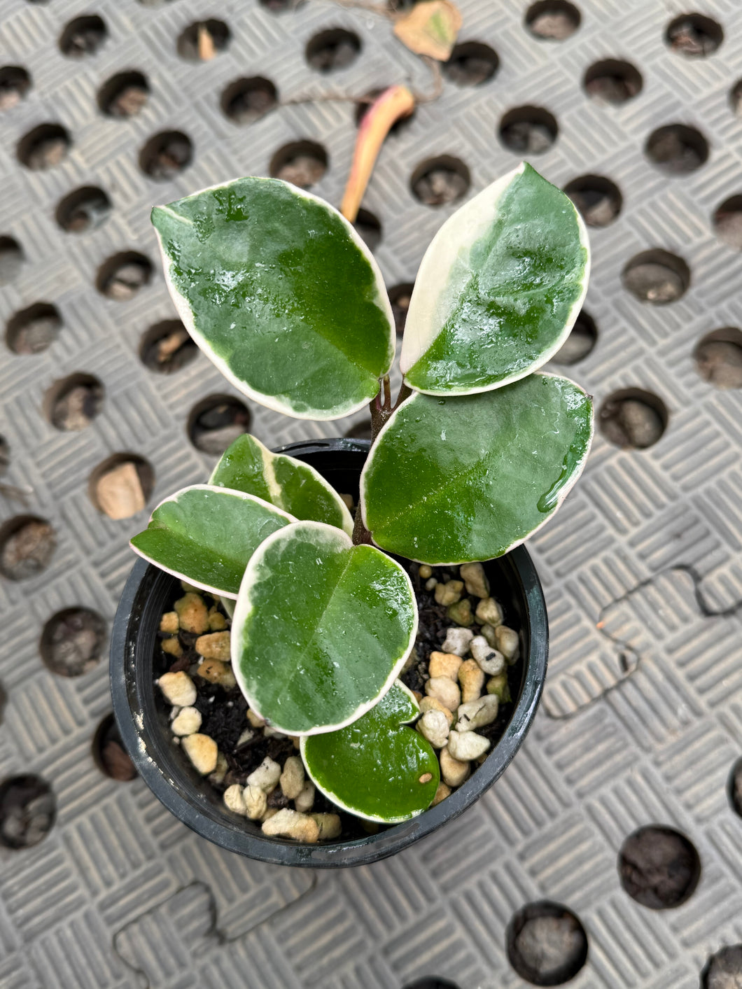 Hoya Krimson Queen