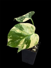 Load image into Gallery viewer, Monstera Thai Constellation High Variegation
