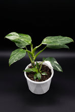 Load image into Gallery viewer, Philodendron White Wizard
