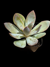 Load image into Gallery viewer, Echeveria Cante
