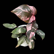 Load image into Gallery viewer, High Variegated Philodendron Pink Princess
