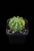 Load image into Gallery viewer, Echinopsis Sunrise
