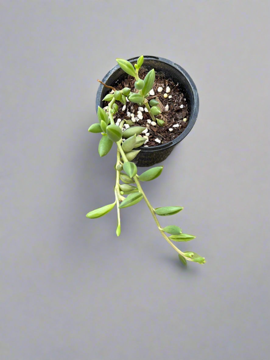 Senecio String of Tears