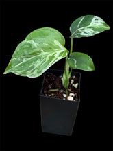 Load image into Gallery viewer, Monstera Bulbasaur
