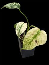 Load image into Gallery viewer, Monstera deliciosa White Monster
