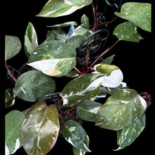 Load image into Gallery viewer, Philodendron Red Anderson

