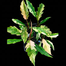 Load image into Gallery viewer, Philodendron serratum Caramel Marble
