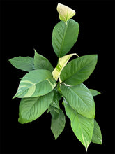 Load image into Gallery viewer, Spathiphyllum Peace Lily Picasso
