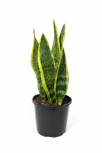 Load image into Gallery viewer, Sanseveria laurentii (not for postage)
