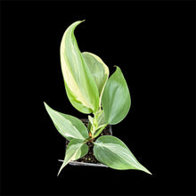Load image into Gallery viewer, Philodendron hederaceum Rio
