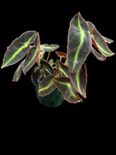 Load image into Gallery viewer, Begonia Listada
