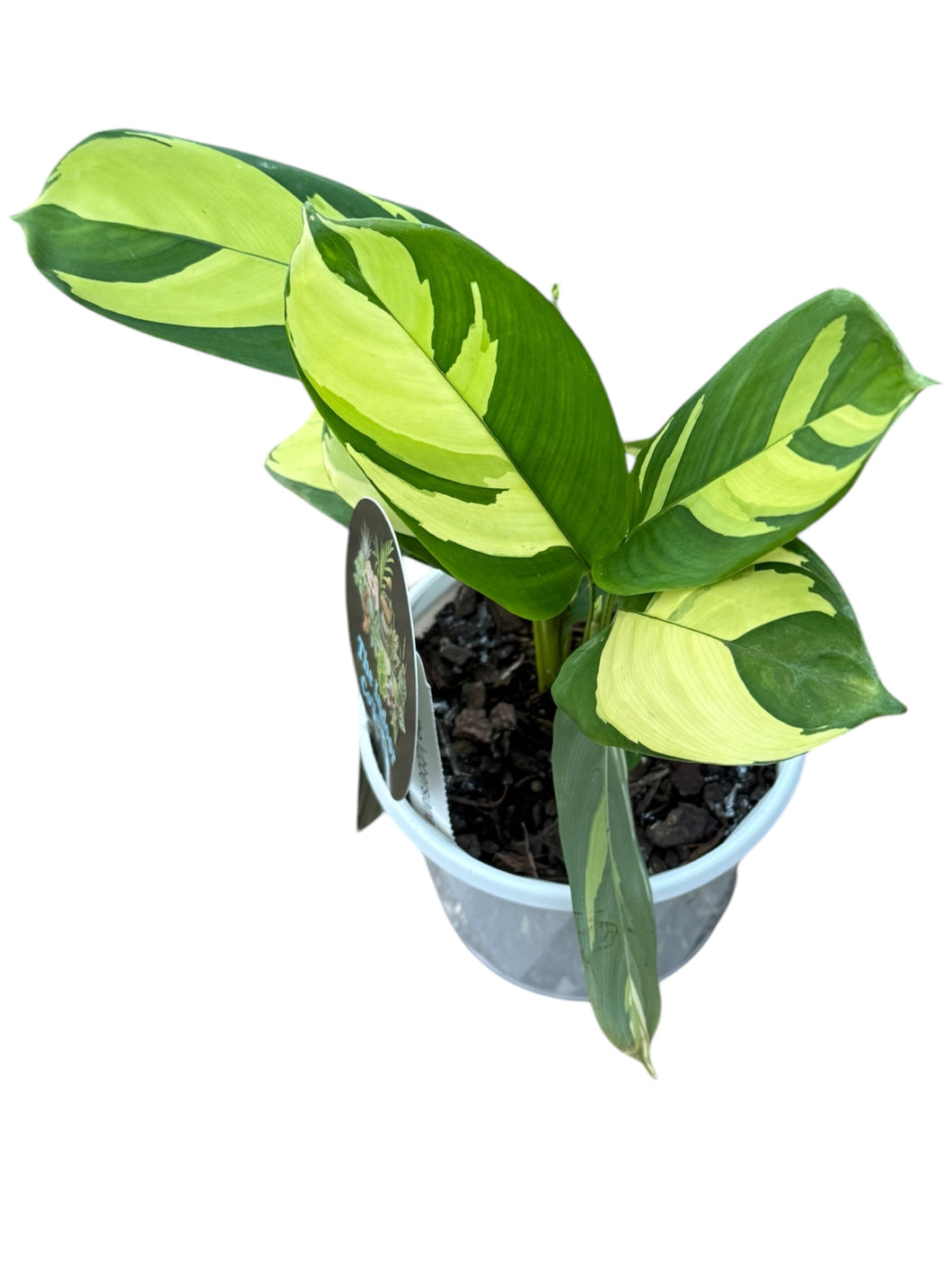 Ctenanthe Lubbersiana (Golden Mosaic)
