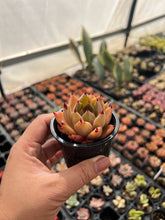 Load image into Gallery viewer, Echeveria sp Hybrid
